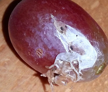 Surpriza neplacuta. Unei britanice i s-a facut rau dupa ce un paianjen a iesit dintr-o boaba de struguri Surpriza neplacuta. Unei britanice i s-a facut rau dupa ce un paianjen a iesit dintr-o boaba de struguri