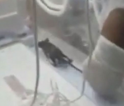 Imagini revoltatoare, surprinse intr-un spital. Un sobolan a muscat un nou nascut, dupa ce a intrat in incubatorul lui. VIDEO