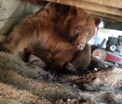 Doi americani au gasit un urs sub veranda casei lor. Ce au facut ca sa sperie animalul: VIDEO Doi americani au gasit un urs sub veranda casei lor. Ce au facut ca sa sperie animalul: VIDEO