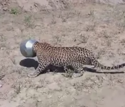 Aventura unui leopard insetat care a intrat intr-un sat in cautare de apa. Cum a ajuns cu capul blocat intr-o oala - VIDEO
