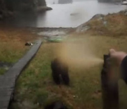 Ce se intampla cand ii dai unui urs in fata cu spray paralizant. Experienta infricosatoare a unei femei, in pustietate. VIDEO Ce se intampla cand ii dai unui urs in fata cu spray paralizant. Experienta infricosatoare a unei femei, in pustietate. VIDEO