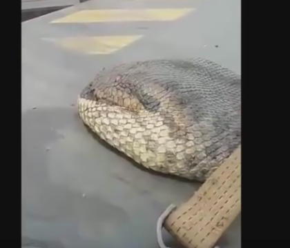 Imaginile de 1 milion de vizualizari cu, probabil, cel mai mare sarpe din lume. Cum arata gigantul capturat in salbaticie - VIDEO