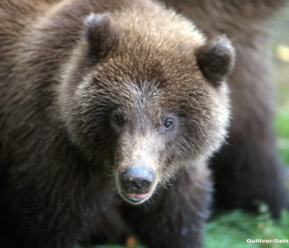 Un vanator a scapat de atacul unui urs grizzly dupa ce si-a bagat o mana pe gatul animalului. "Era speriat, ca si mine"
