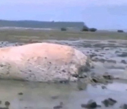 Descoperire bizara, la 4 ani de la tsunamiul care a lovit Japonia. Ce creatura misterioasa a aparut la malul oceanului Descoperire bizara, la 4 ani de la tsunamiul care a lovit Japonia. Ce creatura misterioasa a aparut la malul oceanului