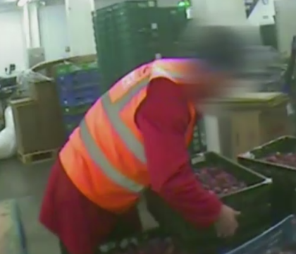 Muncesc 16 ore pe zi si locuiesc in conditii mizere. Cum sunt abuzati romanii care muncesc in unele ferme din Marea Britanie