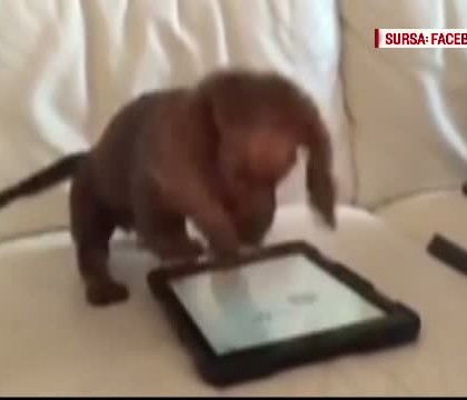 Cum reactioneaza un catel atunci cand vede pe tableta stapanului un joc creat special pentru un patruped