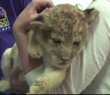 Primii pui de leu nascuti la o gradina zoologica din Denver in ultimii 10 ani au trecut pe la veterinar. Cum vor fi numiti Primii pui de leu nascuti la o gradina zoologica din Denver in ultimii 10 ani au trecut pe la veterinar. Cum vor fi numiti