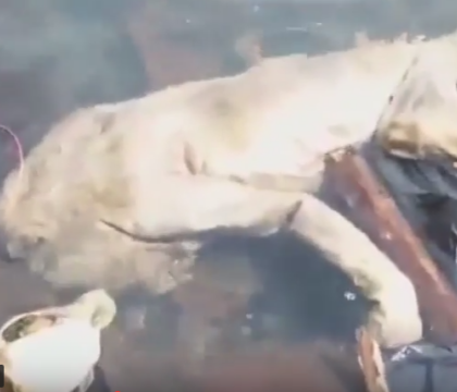 Creatura bizara descoperita in apele unui rau din Paraguay. Oamenii spun ca este monstrul legendar Chupacabra. VIDEO Creatura bizara descoperita in apele unui rau din Paraguay. Oamenii spun ca este monstrul legendar Chupacabra. VIDEO