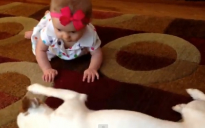 Catelul familiei invata o fetita de doar cateva luni tainele mersului pe burta. VIDEO viral Catelul familiei invata o fetita de doar cateva luni tainele mersului pe burta. VIDEO viral