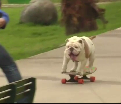 Buldogul Otto, pasionat de skateboarding, e in Cartea Recordurilor. Cum arata cursa cu obstacole in care s-a dat cu placa