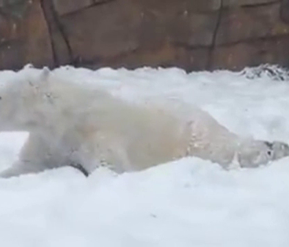 Cum a reactionat un urs polar dintr-o gradina zoologica din SUA la prima ninsoare. Imaginile au facut deliciul vizitatorilor Cum a reactionat un urs polar dintr-o gradina zoologica din SUA la prima ninsoare. Imaginile au facut deliciul vizitatorilor