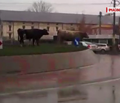 Imagini de tot rasul intr-o intersectie din Iasi. Soferii au fost nevoiti sa opreasca pentru a acorda prioritate vacilor