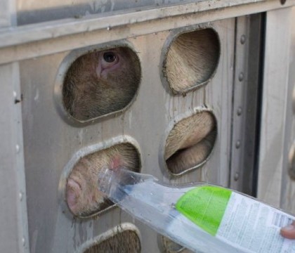 O activista din Canada le-a dat apa unor porci transportati in conditii inumane spre macelarie. Pedeapsa pe care o risca acum - VIDEO