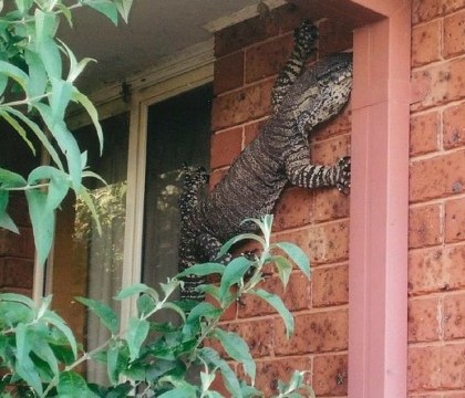Socul unui australian care a dat peste o soparla gigant, catarata pe casa lui. " Era uriasa" - FOTO Socul unui australian care a dat peste o soparla gigant, catarata pe casa lui. " Era uriasa" - FOTO