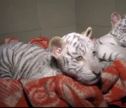 Trei pui de tigru bengalez au murit din cauza frigului, intr-o gradina zoologica din Crimeea. Cine este vinovat Trei pui de tigru bengalez au murit din cauza frigului, intr-o gradina zoologica din Crimeea. Cine este vinovat
