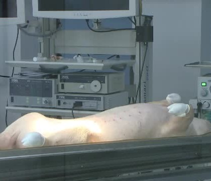 Laboratorul din Romania in care porcii intra in rolul unui pacient. Ce inseamna pentru oameni operatiile facute aici Laboratorul din Romania in care porcii intra in rolul unui pacient. Ce inseamna pentru oameni operatiile facute aici
