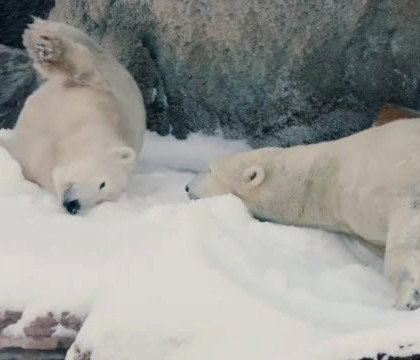 Surpriza facuta de ingrijitorii unei gradini zoologice ursilor polari. Care a fost reactia animalelor Surpriza facuta de ingrijitorii unei gradini zoologice ursilor polari. Care a fost reactia animalelor