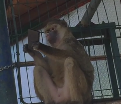 O maimuta de la ZOO Brasov a furat un smartphone de la un turist. Ce a urmat a facut deliciul tuturor. VIDEO
