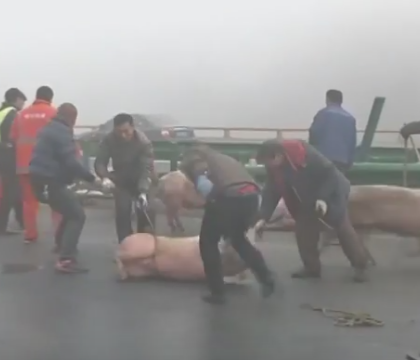 Trafic blocat ore intregi pe o autostrada din China, dupa ce un camion plin cu porci s-a rasturnat. VIDEO