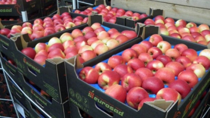 Producatorii moldoveni vor putea exporta de doua ori mai multe fructe in UE. Vezi de cand Producatorii moldoveni vor putea exporta de doua ori mai multe fructe in UE. Vezi de cand
