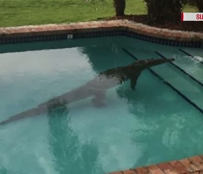 A crezut ca prietenii ii fac o gluma cand a vazut un crocodil la el in piscina. Ce s-a intamplat insa dupa cateva minute
