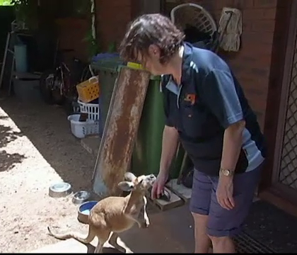 O australianca a deschis o cresa pentru canguri orfani la ea acasa. De 20 de ani ii ingrijeste si le ofera adapost