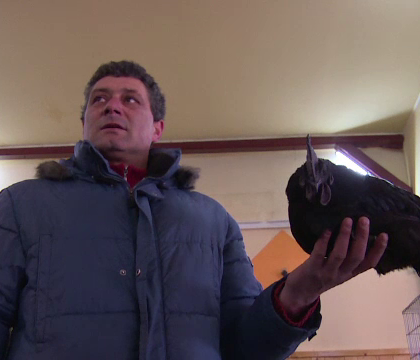 Romanul care creste cea mai scumpa rasa de gaini din lume. Un singur exemplar poate ajunge sa coste si 2500 de euro Romanul care creste cea mai scumpa rasa de gaini din lume. Un singur exemplar poate ajunge sa coste si 2500 de euro