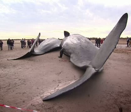 Patru balene, gasite pe o plaja din Marea Britanie. Expertii spun ca un astfel de incident nu s-a intamplat de zeci de ani