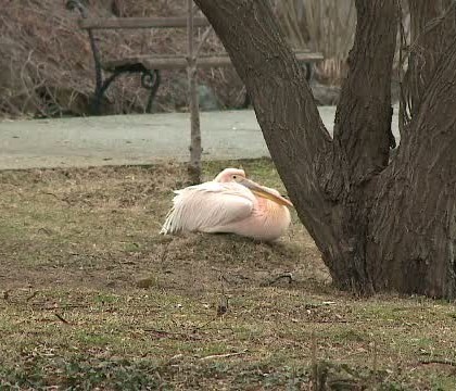 Pelicanul care s-a izolat si e trist dupa ce prietenul sau, paznicul Gheorghe, a murit. "Considera omul unul dintre ai lui" Pelicanul care s-a izolat si e trist dupa ce prietenul sau, paznicul Gheorghe, a murit. "Considera omul unul dintre ai lui"