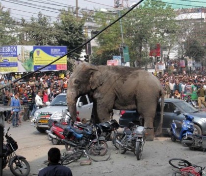 Panica intr-un oras din India dupa ce un elefant a distrus 100 de case. Motivul pentru care a reactionat atat de violent - FOTO Panica intr-un oras din India dupa ce un elefant a distrus 100 de case. Motivul pentru care a reactionat atat de violent - FOTO