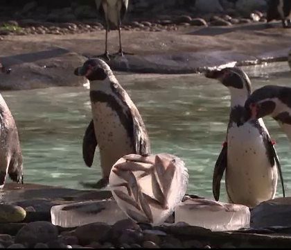 Ziua Indragostitilor la zoo, in Londra. Pinguinii au primit peste congelat in forma de inima Ziua Indragostitilor la zoo, in Londra. Pinguinii au primit peste congelat in forma de inima