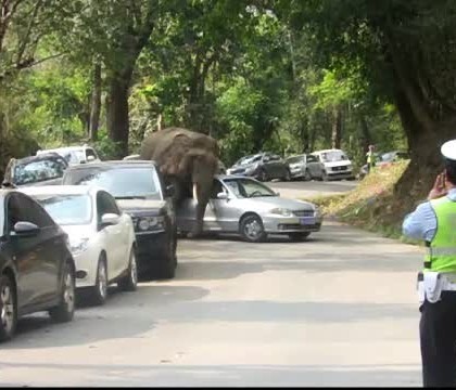 Pagubele facute in 20 de minute de un elefant suparat din China. Imaginile au fost surprinse de martori