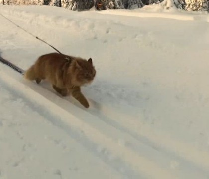 Jasper, motanul schior cu o viata mai aventuroasa decat a unui om. Imaginile care i-au adus celebritatea pe internet