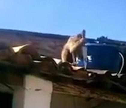 Haos intr-un bar din Brazilia. O maimuta turmentata a pus mana pe un cutit de bucatarie si a inceput sa atace barbatii - VIDEO