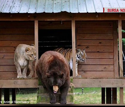 Prietenie neobisnuita intre un leu, un tigru si un urs, care fac totul impreuna. Unde au fost descoperite cele trei animale