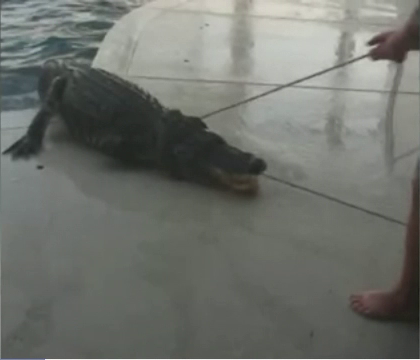 Aligator de trei metri lungime descoperit de un barbat din Florida in piscina. Cum a ajuns reptila in curtea lui Aligator de trei metri lungime descoperit de un barbat din Florida in piscina. Cum a ajuns reptila in curtea lui