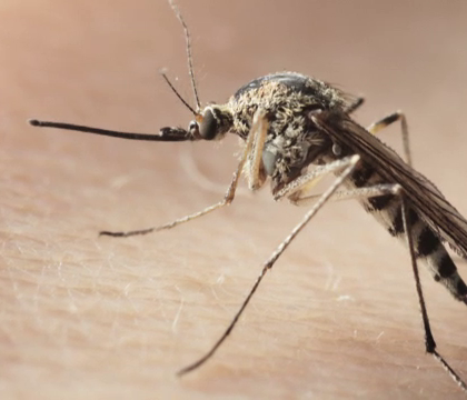 Cercetatorii brazilieni au facut o descoperire alarmanta despre virusul Zika