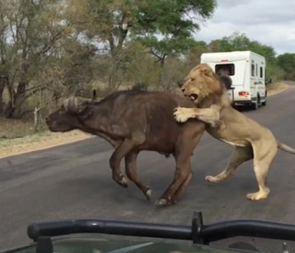 Au vazut moartea cu ochii. Momentul in care un leu sfasie un bivol in fata turistilor, intr-un parc national in Africa de Sud - VIDEO
