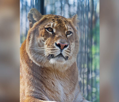 Proiectul comun al cercetatorilor rusi si sud-coreeni. Vor sa cloneze un leu dintr-o specie care a trait acum 12.000 de ani Proiectul comun al cercetatorilor rusi si sud-coreeni. Vor sa cloneze un leu dintr-o specie care a trait acum 12.000 de ani