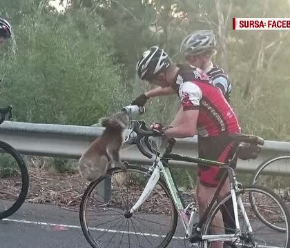 Un ursulet koala a cucerit internetul, dupa ce a fost fotografiat pe bicicleta unui australian. Ce isi dorea ursul