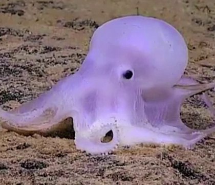 "Caracatita fantoma", o noua specie descoperita de oamenii de stiinta. Ce este neobisnuit la ea - FOTO