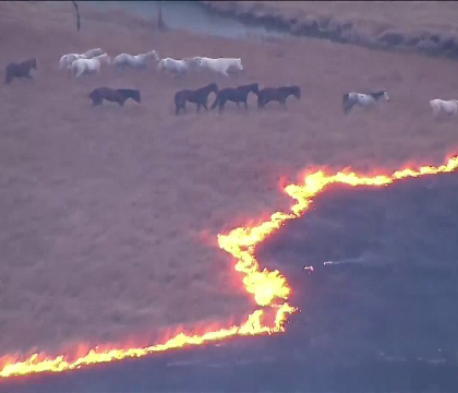 Caii salbatici din Oklahoma, amenintati de un incendiu violent. Motivul pentru care pompierii n-au reusit sa stinga flacarile Caii salbatici din Oklahoma, amenintati de un incendiu violent. Motivul pentru care pompierii n-au reusit sa stinga flacarile