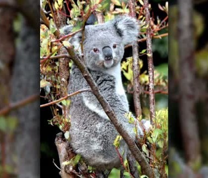 Caz complicat la Gradina Zoologica din Los Angeles. Dupa ce a ucis un raton, o puma este suspectata ca a facut inca o victima Caz complicat la Gradina Zoologica din Los Angeles. Dupa ce a ucis un raton, o puma este suspectata ca a facut inca o victima