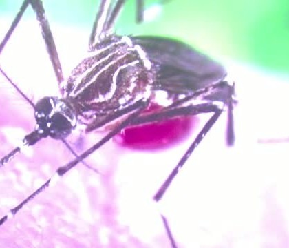 Lupta contra virusului Zika. Cercetatorii se pregatesc sa trimita la atac armata de tantari modificati genetic Lupta contra virusului Zika. Cercetatorii se pregatesc sa trimita la atac armata de tantari modificati genetic