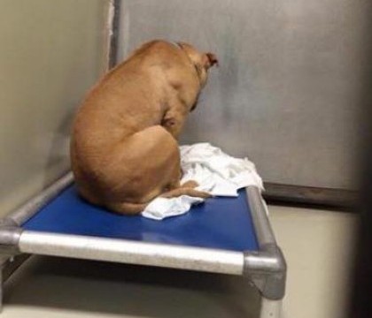 Cel mai trist caine din lume. Ce s-a intamplat cu pitbullul March dupa ce a fost fotografiat suparat ca nimeni nu-l adopta Cel mai trist caine din lume. Ce s-a intamplat cu pitbullul March dupa ce a fost fotografiat suparat ca nimeni nu-l adopta