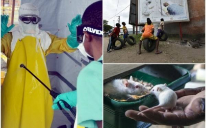 Ce se intampla cand supravietuiesti virusului Ebola si cat de eficient e ZMapp, medicamentul creat din anticorpi de la soareci Ce se intampla cand supravietuiesti virusului Ebola si cat de eficient e ZMapp, medicamentul creat din anticorpi de la soareci