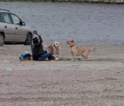 Amenda uriasa pe care o riscati daca mergeti cu cainele pe plajele din Romania. Iubitorii de animale sunt revoltati Amenda uriasa pe care o riscati daca mergeti cu cainele pe plajele din Romania. Iubitorii de animale sunt revoltati