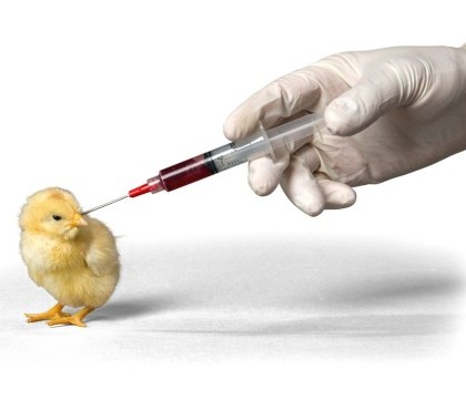 Amenintarea uriasa pe care OMS o anunta mai periculoasa decat cancerul. Efectele antibioticelor date animalelor si pasarilor