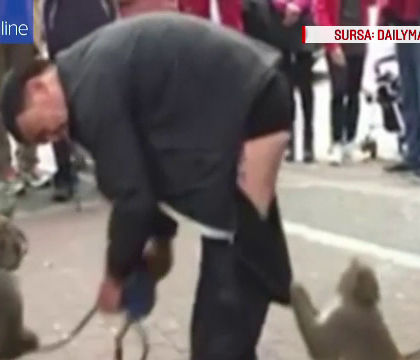 Momentul in care doua maimute si-au lasat dresorul in lenjerie intima, in plina strada. Imaginile au ajuns virale - VIDEO Momentul in care doua maimute si-au lasat dresorul in lenjerie intima, in plina strada. Imaginile au ajuns virale - VIDEO