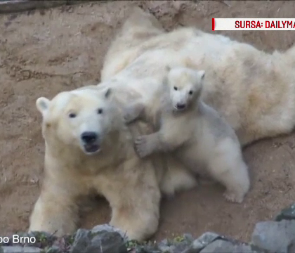 Imagini induiosatoare cu un ursulet polar care incearca prin orice mijloc sa ii atraga atentia mamei sale - VIDEO Imagini induiosatoare cu un ursulet polar care incearca prin orice mijloc sa ii atraga atentia mamei sale - VIDEO
